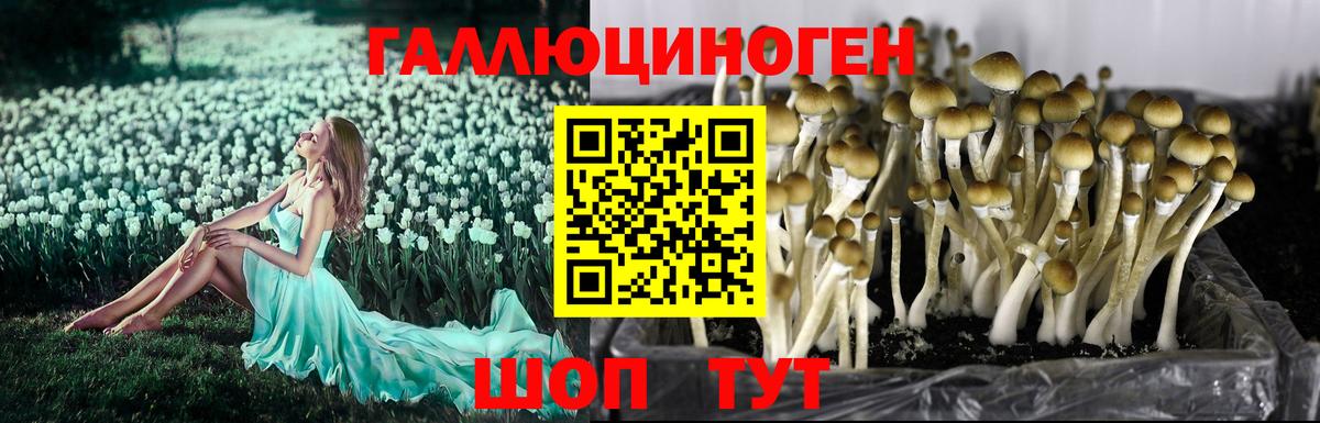 Псилоцибиновые грибы прущие грибы  Вход с VPN  как найти закладки  Псилоцибиновые грибы GOLDEN TEACHER  Каменск-Уральский 